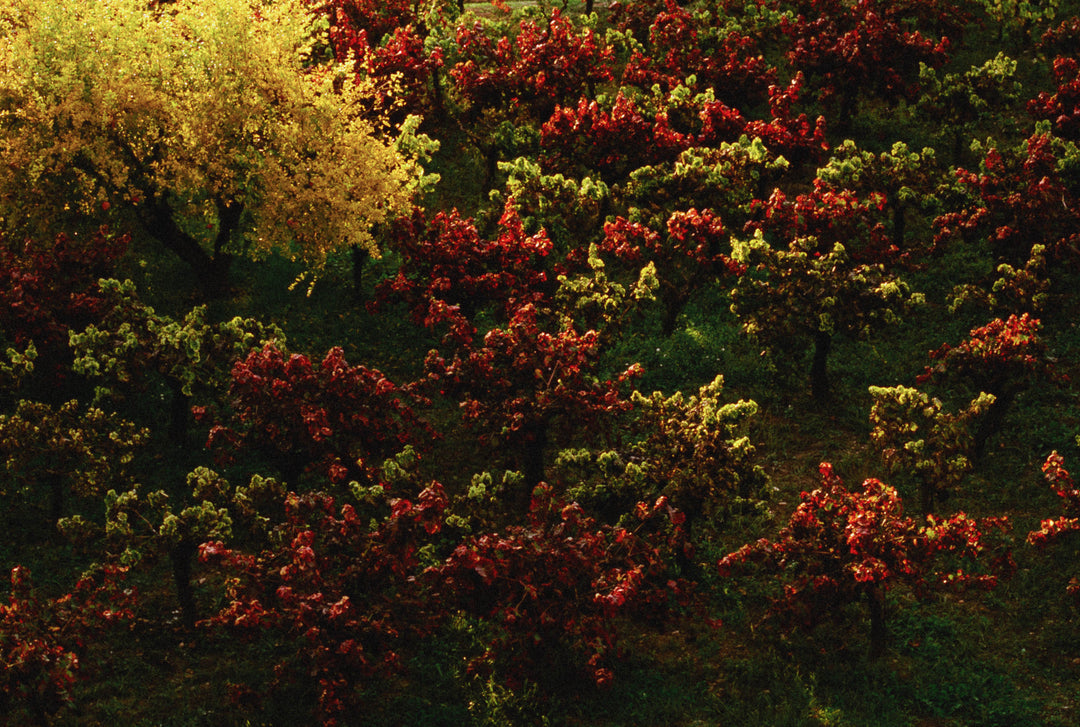 Ektachrome -1EV Noritsu
