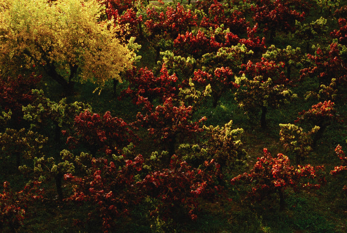 Ektachrome -1EV Noritsu